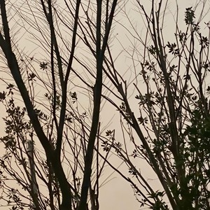 2021年度听歌报告-火影忍者