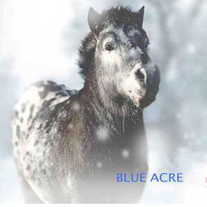 Blue Acre (Blue Acre Rescue Mix)