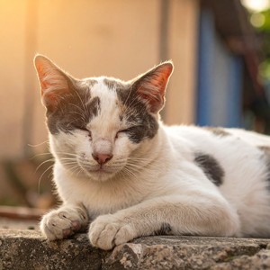 Vibraciones Suaves Para Que Los Gatos Duerman Bien