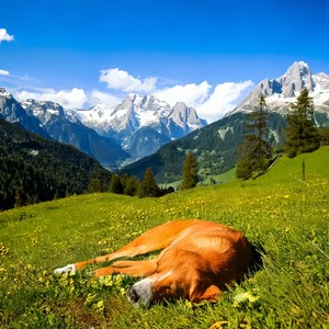 Peaceful Echoes Soften Presence