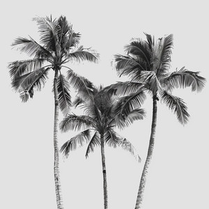 Grey Palm