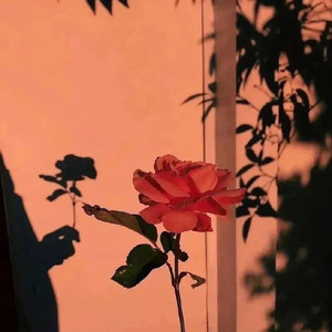 难评(我们好像从来都没有见过)