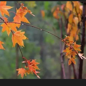 秋雨夜眠 (吉他版)