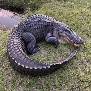 homelAndr (Explicit)