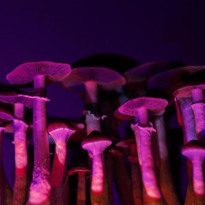 DARK SHROOM SPORES (Explicit)