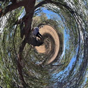 Fox Mccloud (Explicit)