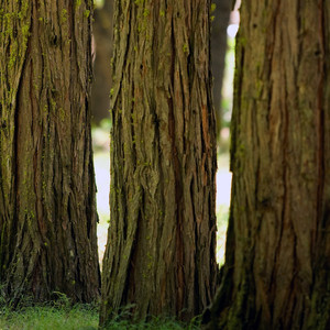 飒飒 - 出山 (安静版)
