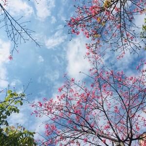 三生三世十里桃花