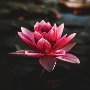 Trust Nobody(feat. Nico Baran)