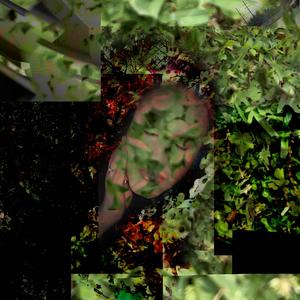 the hedge