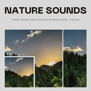 Nature Sounds Forest Sounds Birds Singing with Brown Noise, Loopable