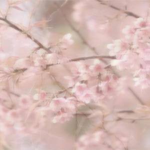 pensandote (Explicit)