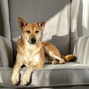 Perros Tranquilos Arropados Por La Música Lofi