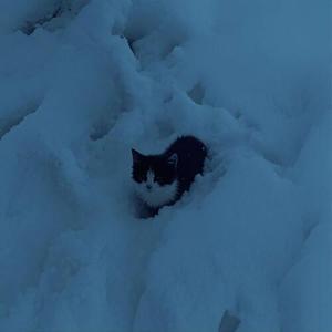 Snow Cat
