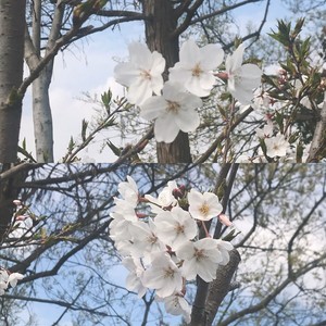 折枝花满衣