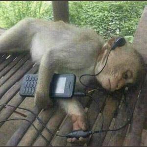 Cyberaffen (Explicit)