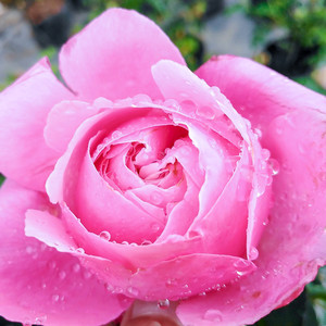 Every Traffic (Original)