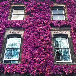 Ventanas Lánguidas