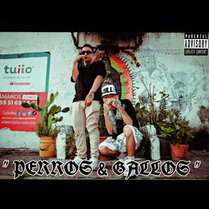 PERROS Y GALLOS (feat. Lil Samy Msc) (Explicit)