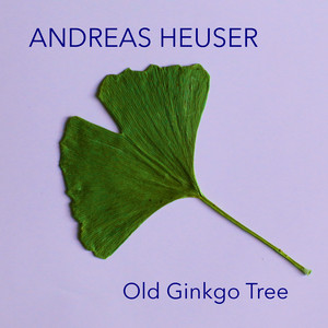 Old Ginkgo Tree