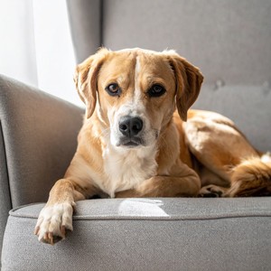 Momentos Tranquilos Con Vibraciones De Lofi