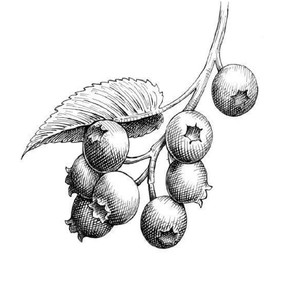 BluebERRy (Explicit)