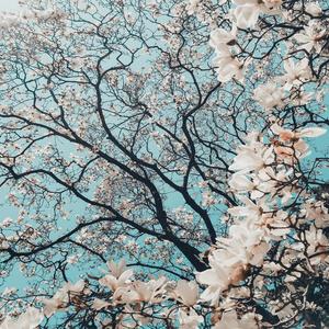 Nature's Serenity