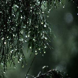 Ambient Rain Sounds: Summertime Rainfall