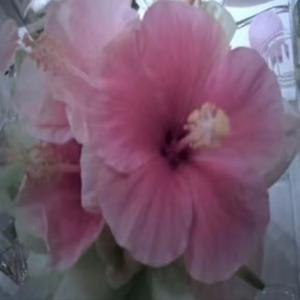 jus my type (Explicit)