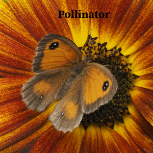 pollinator