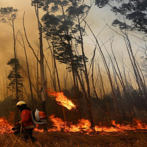 Jungle (feat. Money 2xx) (Explicit)