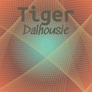 Tiger Dalhousie