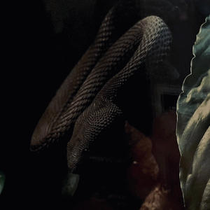 PERSPECTIVA (Explicit)