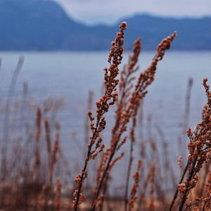 浮生 (ft.洛天依&乐正绫)