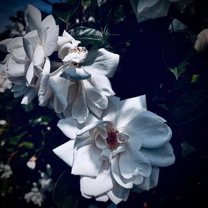 final goodbye (Explicit)