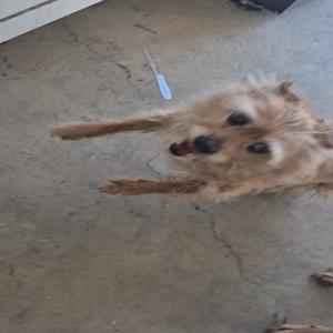 Hype Them Up Carrie (feat. Yung Cheech) (Explicit)