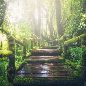 Wildlife Jungle Sleep Sounds(Loopable)