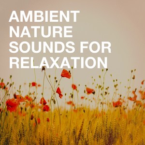 Ambient Nature Sounds for Relaxation