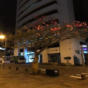 Pussy e´ pussy (Explicit)