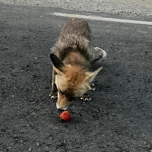 SECOND SHOOT (Explicit)