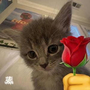 Ich hab' dich lieb (Hardstyle)