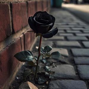 Black Rose Blooming