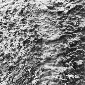 Tonel' - Illegal Promenade