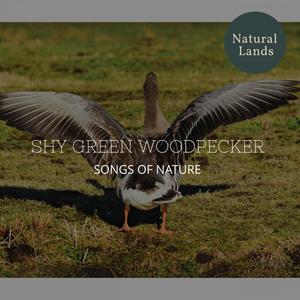 Shy Green Woodpecker - Songs of Nature