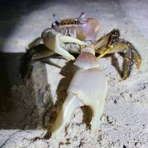 CRABTALK (feat. cwason, kaylawn & r0rcon4) (Explicit)