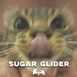 Sugar Glider
