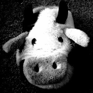 Life Fast Die Young (Explicit)