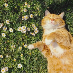 Spring Arrival (Speed Up)