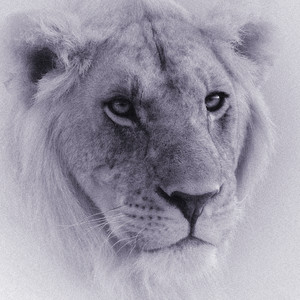 Paulina Porizkova (Vanity Fair)