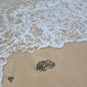 murder mitten hustle (2026) (Edit)